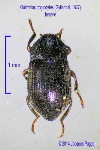 Oulimnius troglodytes