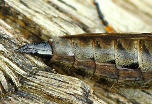 Réf. 129 757 : Machimus cyanopus