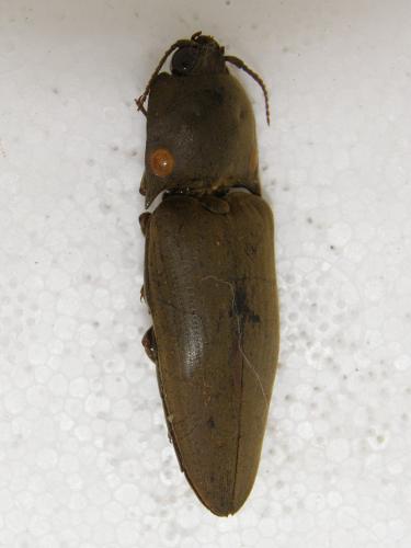 Réf. 129 145 : Pyrophorus noctilucus