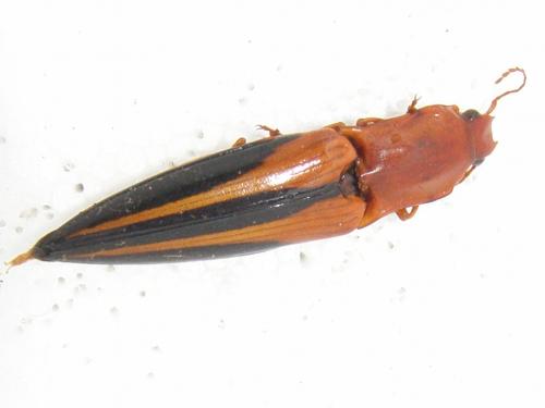 Réf. 129 153 : Semiotus sp.