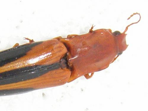 Réf. 129 154 : Semiotus sp.