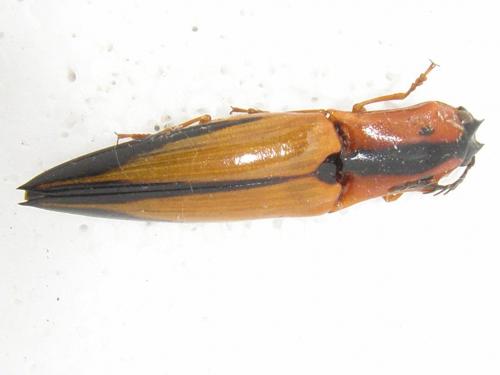 Réf. 129 156 : Semiotus approximatus