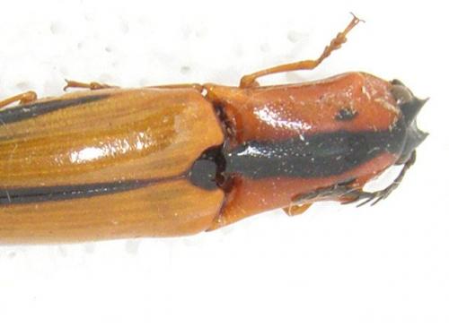 Réf. 129 157 : Semiotus approximatus