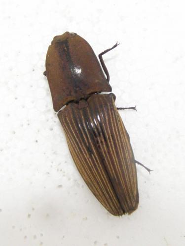 Chalcolepidius porcatus