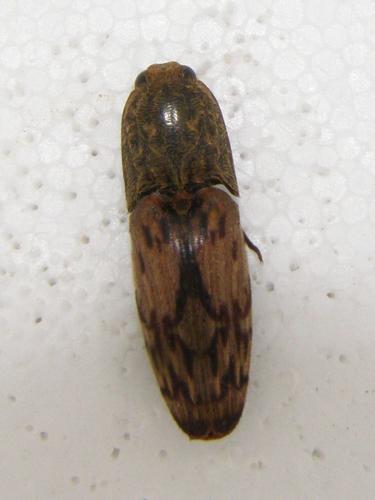 Réf. 129 147 : Pherhimius fascicularis