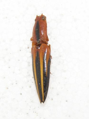 Réf. 129 142 : Semiotus sp.