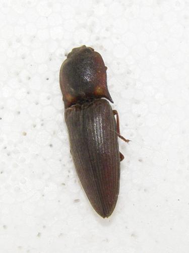 Coctilelater rosae