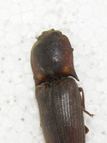 Coctilelater rosae