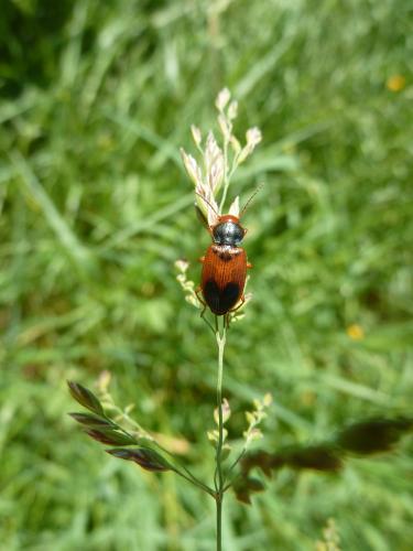 Réf. 129 878 : Diachromus germanus