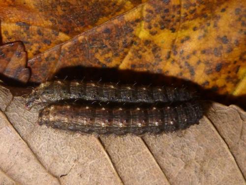 Réf. 129 759 : Hoplodrina respersa