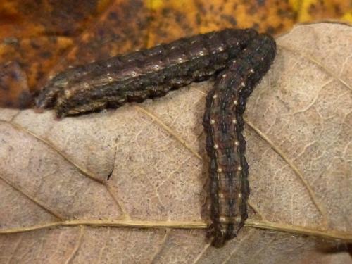 Réf. 129 832 : Hoplodrina respersa