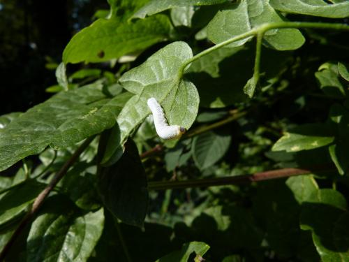 Blennocampinae