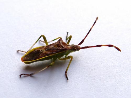 Gonocerus juniperi