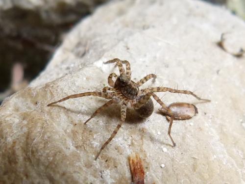Pardosa sp.