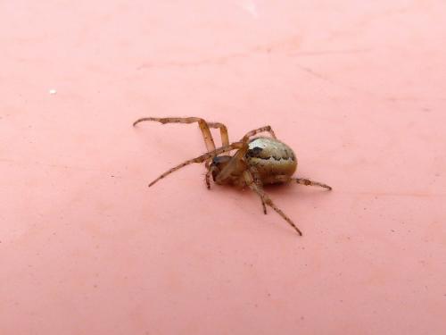 Zygiella x-notata