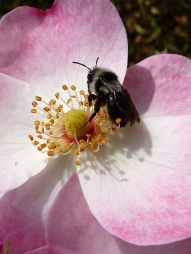 Andrena cineraria