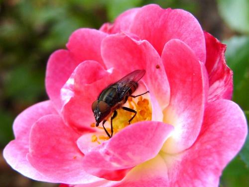 Stomorhina lunata