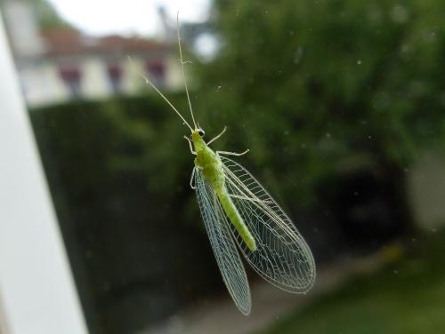 Chrysoperla sp.