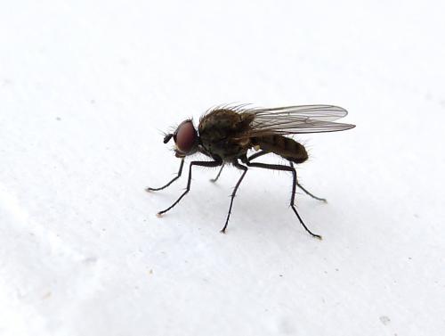 Réf. 129 864 : Delia sp.
