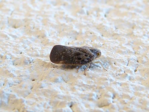 Metcalfa pruinosa