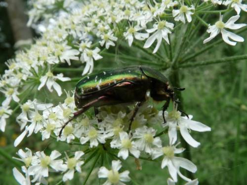 Cetonia aurata aurata