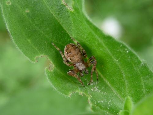 Réf. 129 764 : Larinioides sp.