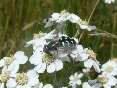 Réf. 129 632 : Scaeva pyrastri