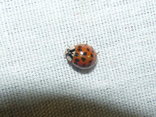 Harmonia axyridis