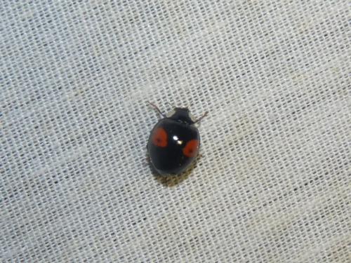 Harmonia axyridis