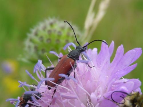 Anastrangalia sanguinolenta