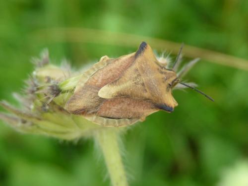 Réf. 129 634 : Carpocoris fuscispinus