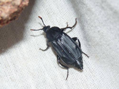 Réf. 129 949 : Necrodes littoralis