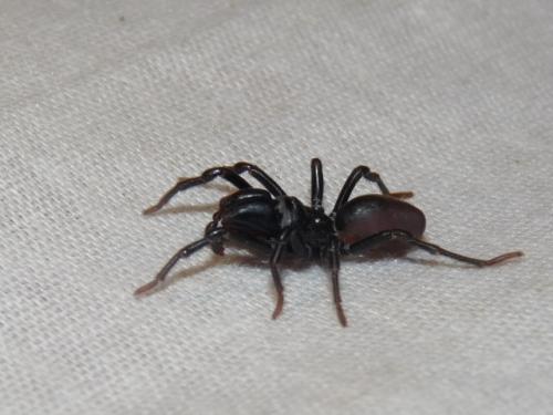 Atypus sp.