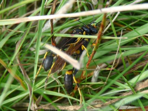 Réf. 129 948 : Sceliphron caementarium