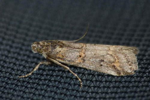 Khorassania compositella