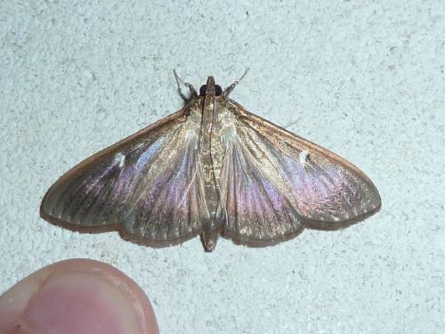 Cydalima perspectalis