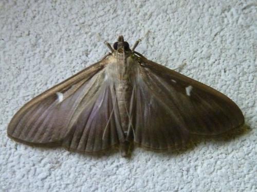 Réf. 129 782 : Cydalima perspectalis
