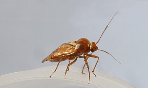 Lygus sp.