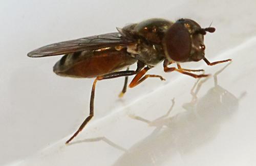 Réf. 129 263 : Platycheirus albimanus