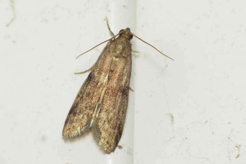Réf. 129 884 : Ephestia sp.