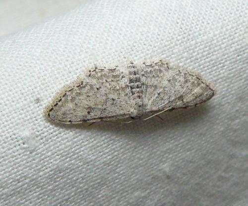 Réf. 129 565 : Idaea albarracina