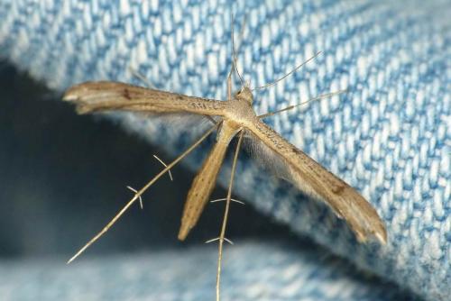Stenoptilia sp.
