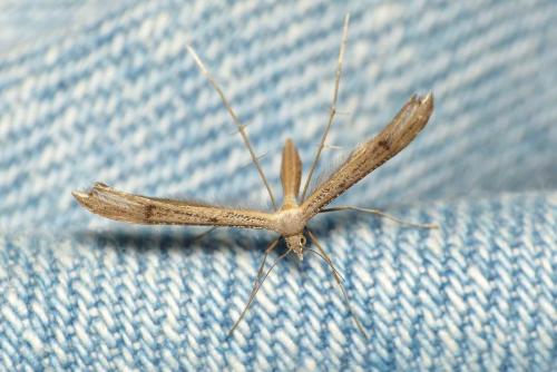 Stenoptilia sp.