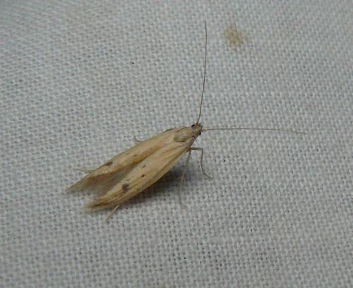 Epidola stigma