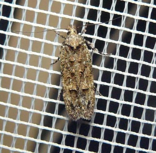 Psoricoptera gibbosella