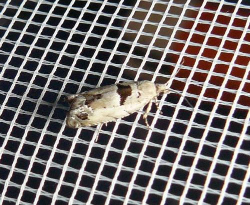 Réf. 129 689 : Epinotia ramella