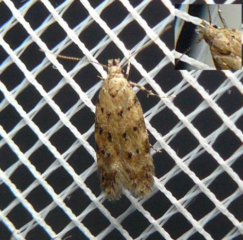 Réf. 129 820 : Pseudotelphusa occidentella