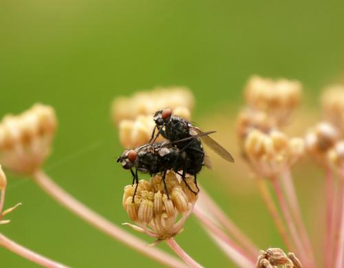 Sarcophaga sp.