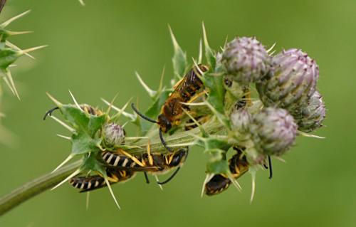 Réf. 129 511 : Halictus scabiosae