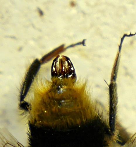 Réf. 129 056 : Bombus sp.